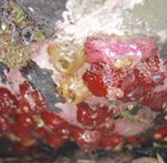 ウメボシイソギンチャク1